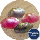 8097 - Polished River Oyster Pair - Pink & Blue 7.5-10cm